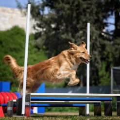 Sport dog