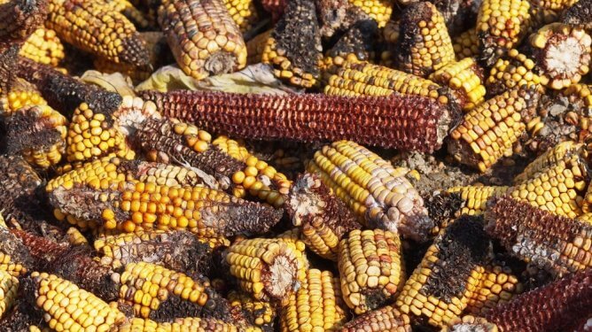 Moldy Corn containing Aflatoxin 2019