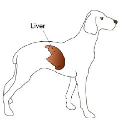 Liver